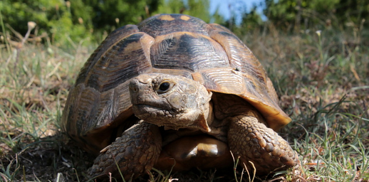 На Кубани краснокнижные черепахи стали чаще выходить к людям 