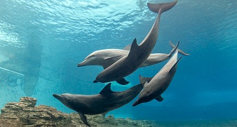 В 2020 году зафиксировали гибель почти 400 черноморских дельфинов