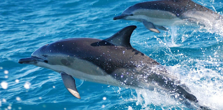 Первый в России стационарный центр помощи дельфинам построят в Сочи