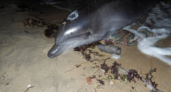 Выбросившегося на берег Крыма дельфина спасли и отправили на лечение в дельфинарий
