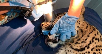 В Сочинском нацпарке вылечили зубы леопарду Аибге