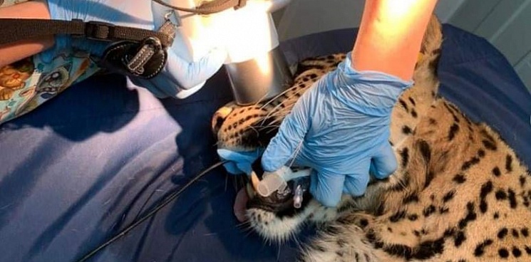 В Сочинском нацпарке вылечили зубы леопарду Аибге