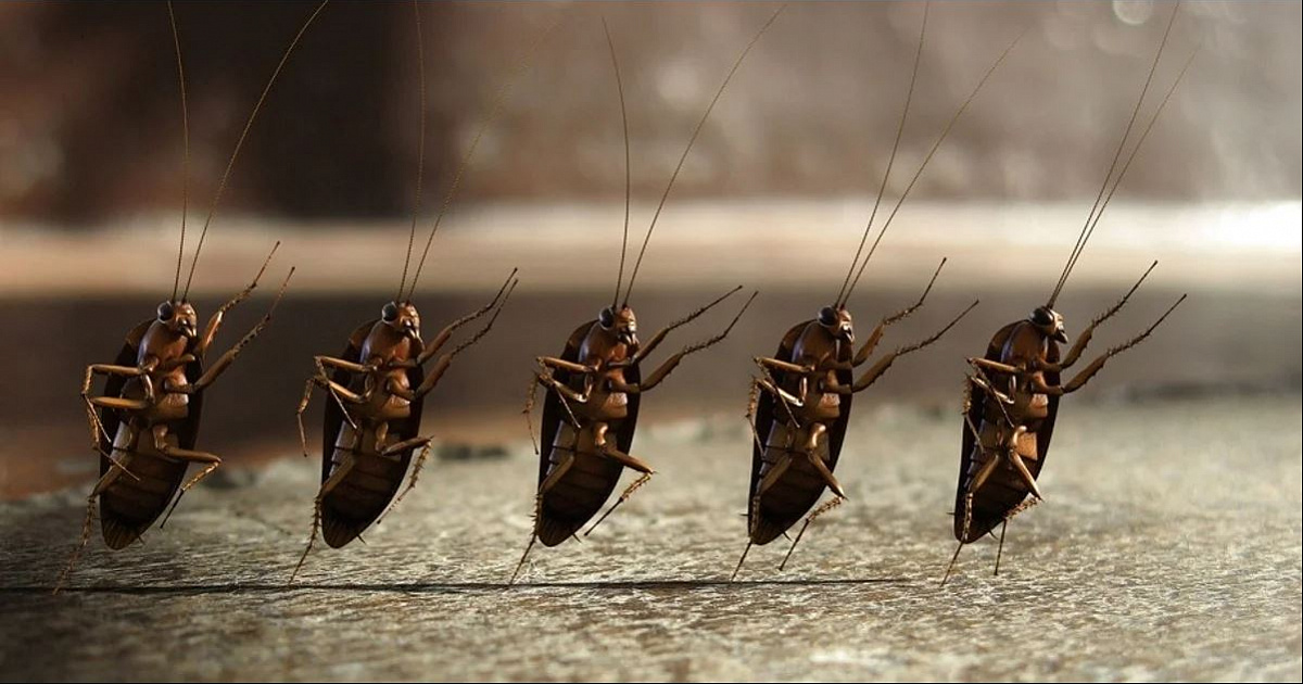 В феврале в России ожидается массовое нашествие тараканов 