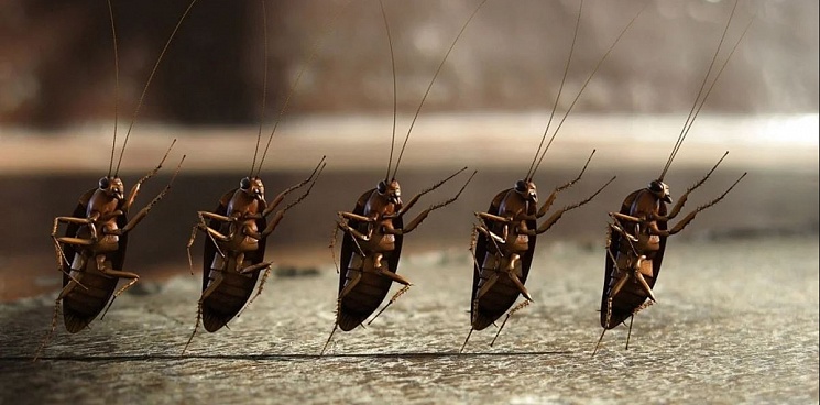 В феврале в России ожидается массовое нашествие тараканов 