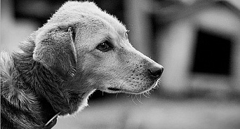 «Власть не может? Самосуд поможет!» На территории школы в Краснодаре отравили собак на глазах у детей — ВИДЕО