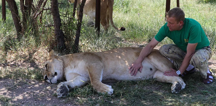 В Крыму парк львов закрыли на ремонт после замечаний о содержании животных