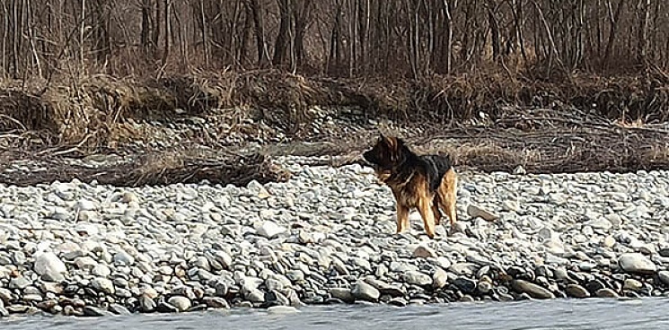 На Кубани собака на неделю застряла посреди реки из-за подъема воды