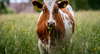 На Кубани с начала года произвели более одного миллиона тонн молока