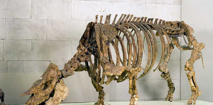 Кубань родина носорогов: под Армавиром археологи нашли скелет хилотерии