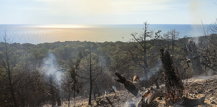 Роспотребнадзор оценил ущерб от пожара в заповеднике Утриш на 687 млн руб.