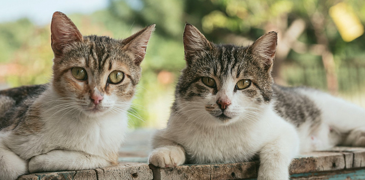 В Краснодаре жильцы дома, где в подвале заварили сваркой кошек, попросили остановить «спасающую» их зоозащитницу