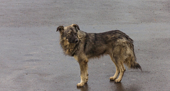 «Сколько можно терпеть бездействие мэрии?» В Краснодаре агрессивная собака в очередной раз укусила ребёнка