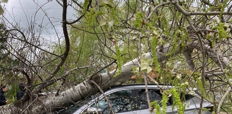 Сбивает с ног и ломает деревья: на Кубани продолжает бушевать сильный ветер