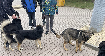 В Краснодаре не хватит мест в приюте для всех бездомных животных. Их убьют? 