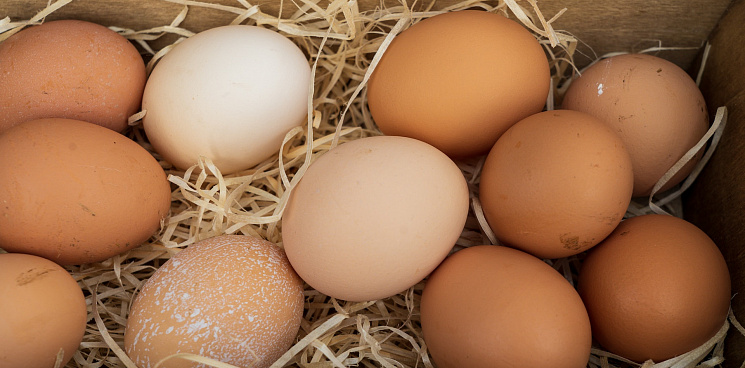 «Яиц пока нет, держитесь!» Сильный шторм задержал поступление турецких куриных яиц на рынки Кубани