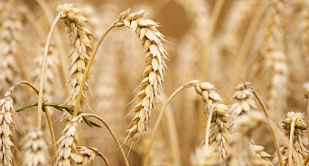 Из Краснодарского края экспортируют на 15% больше пшеницы чем в прошлом году