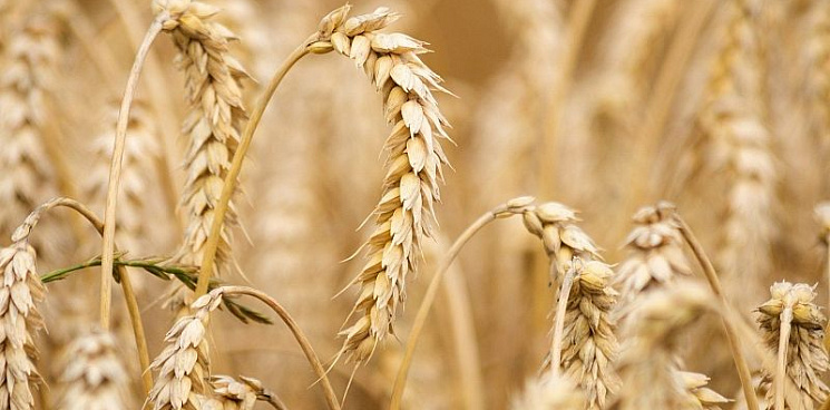 Из Краснодарского края экспортируют на 15% больше пшеницы, чем в 2020 году