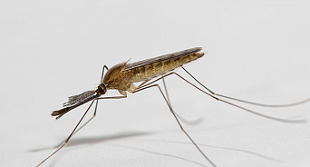 С малярийными комарами в Сочи будет бороться рыбка гамбузия