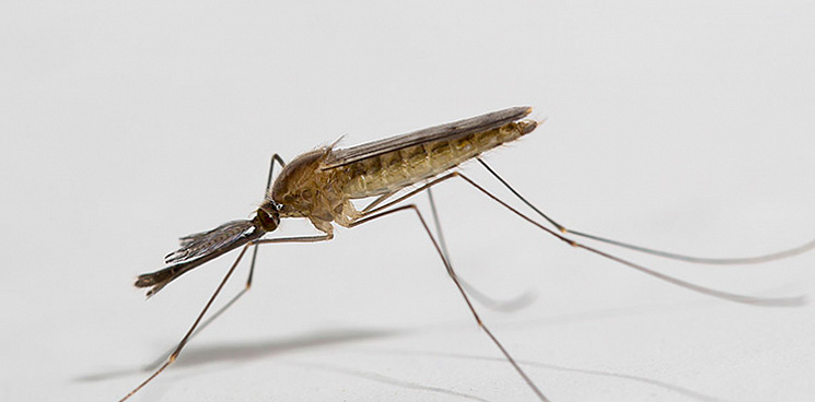С малярийными комарами в Сочи будет бороться рыбка гамбузия