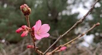 В Сочинском парке “Дендрарий” распустились первые цветы сакуры