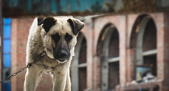 «Догхантеры вышли на охоту – когда власти займутся проблемой бездомных собак?» В Краснодаре неизвестные стали чаще травить собак крысиным ядом