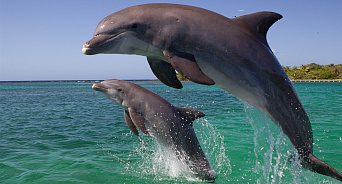В Геленджике меньше чем за месяц на берег выбросились 14 дельфинов