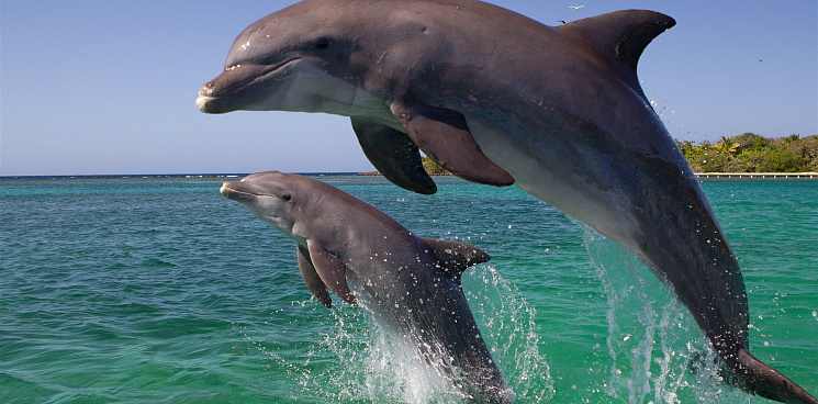 В Геленджике меньше чем за месяц на берег выбросились 14 дельфинов