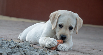 Ветеринары Кубани рассказали об участившихся случаях отравления собак