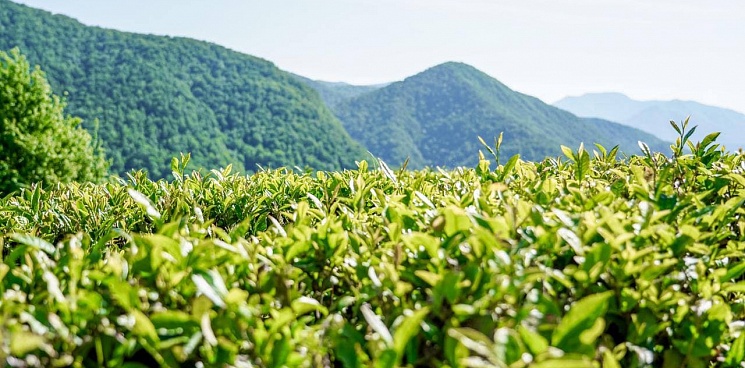 В Сочи чайные плантации, используемые не по назначению, будут изымать