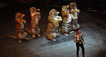 «Мы не будем платить за зверства!» Почти половина краснодарцев выступает против использования животных в цирке