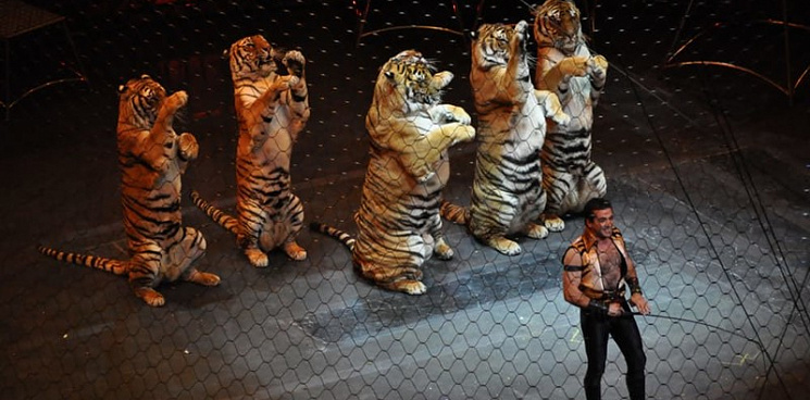 «Мы не будем платить за зверства!» Почти половина краснодарцев выступает против использования животных в цирке