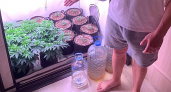 Житель Краснодара превратил квартиру в огород и выращивал коноплю