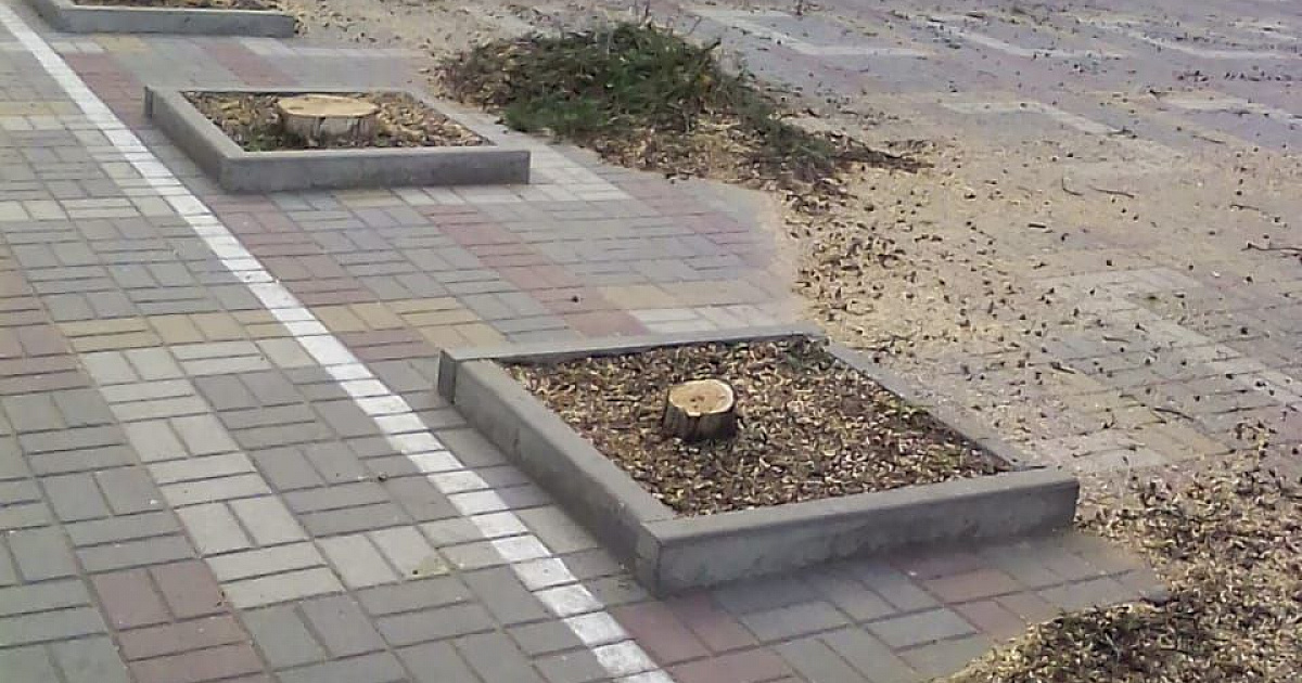 «Вместо озеленения – какое-то осеренение!» Жители города на Кубани пожаловались на уничтожение деревьев, которые не выглядели, как аварийные