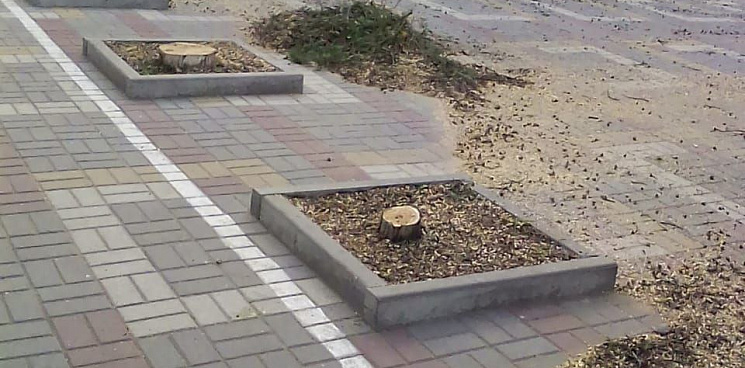 «Вместо озеленения – какое-то осеренение!» Жители города на Кубани пожаловались на уничтожение деревьев, которые не выглядели, как аварийные