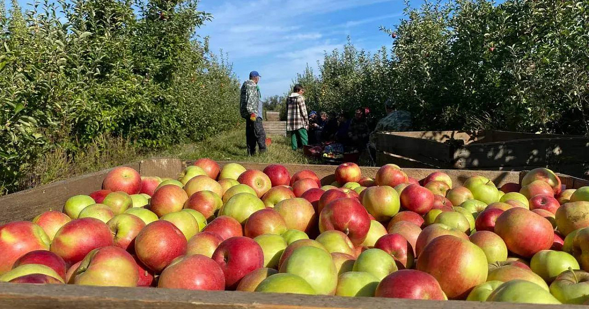 В Краснодаре собрали 18,5 тыс. тонн овощей, фруктов и ягод