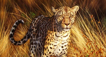 Сочинские леопарды Хоста, Лео и Лаура успешно адаптировались в Северной Осетии - ВИДЕО