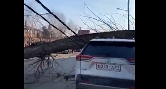 В Краснодаре дерево упало на машину и оставило людей без электричества