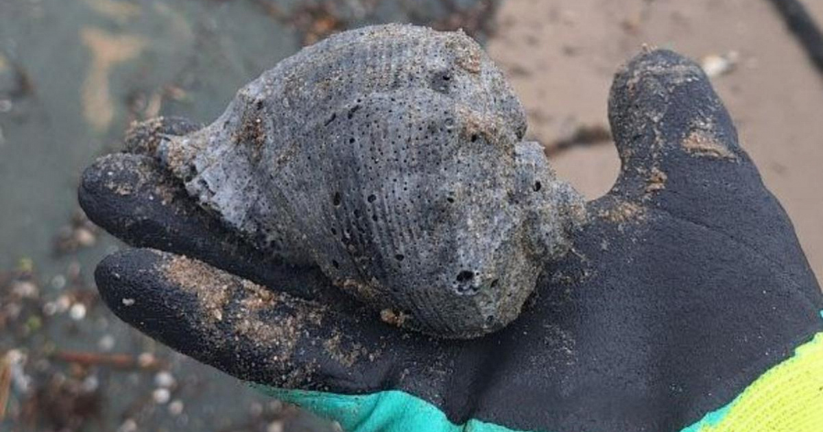 Выбросы мазута на пляжах Анапы продолжаются