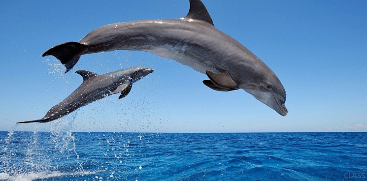 В Сочи дельфины массово гибнут из-за инфекций и попадания в сети 