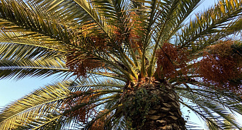 «Тихий убийца уничтожает символ города»: в Сочи специалисты спасают пальмы от зарубежных вредителей