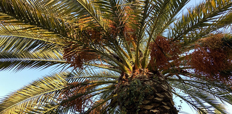 «Тихий убийца уничтожает символ города»: в Сочи специалисты спасают пальмы от зарубежных вредителей