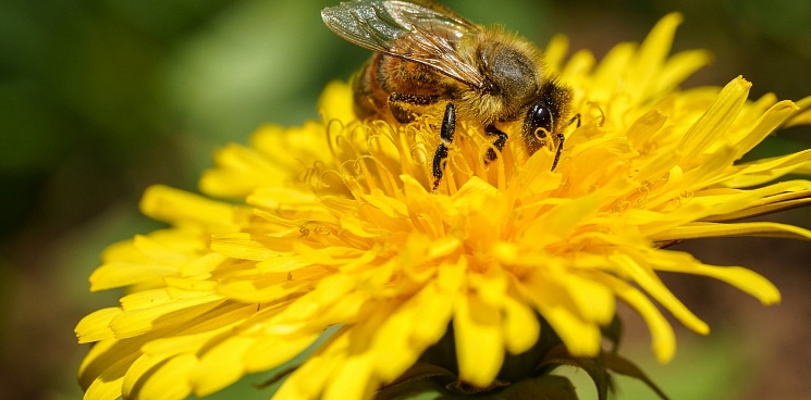 На Кубани прокуратура проводит проверку по факту массовой гибели пчел