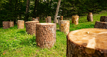 «Пеньки вместо зелени!» В Краснодаре вырубают десятки деревьев, а ещё полсотни ожидают такой же участи