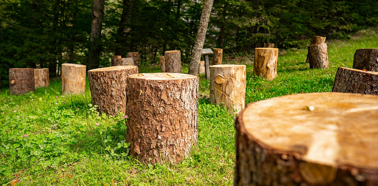 «Пеньки вместо зелени!» В Краснодаре вырубают десятки деревьев, а ещё полсотни ожидают такой же участи