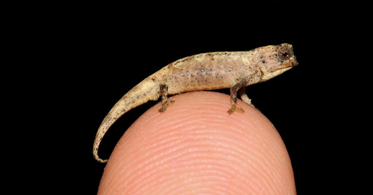 На Мадагаскаре обнаружили самую маленькую рептилию в мире