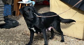 «Мужик, а не какой-то там кобель!»: в Краснодаре креативный собаковод ищет новых хозяев для приёмных щенков своего пса