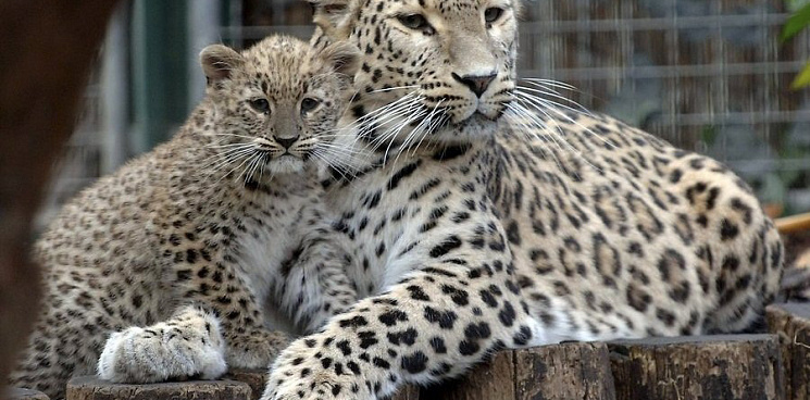 Центр восстановления леопардов в Сочи показал играющих котят – ВИДЕО 