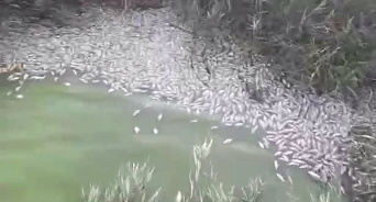 Мертвая рыба и крысы: на Кубани произошла экологическая катастрофа