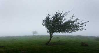 «У природы нет плохой погоды» в Краснодаре сильный ветер валит деревья на улицах: объявлено штормовое 