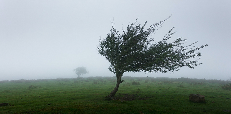 «У природы нет плохой погоды» в Краснодаре сильный ветер валит деревья на улицах: объявлено штормовое 
